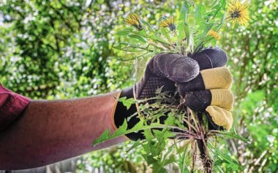 How Weed Abatement Protects Your Landscape Before Spring