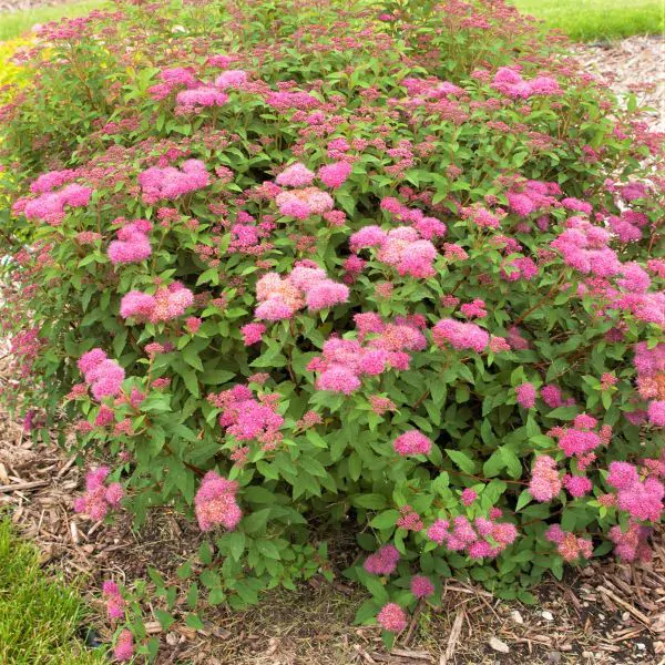 Spirea