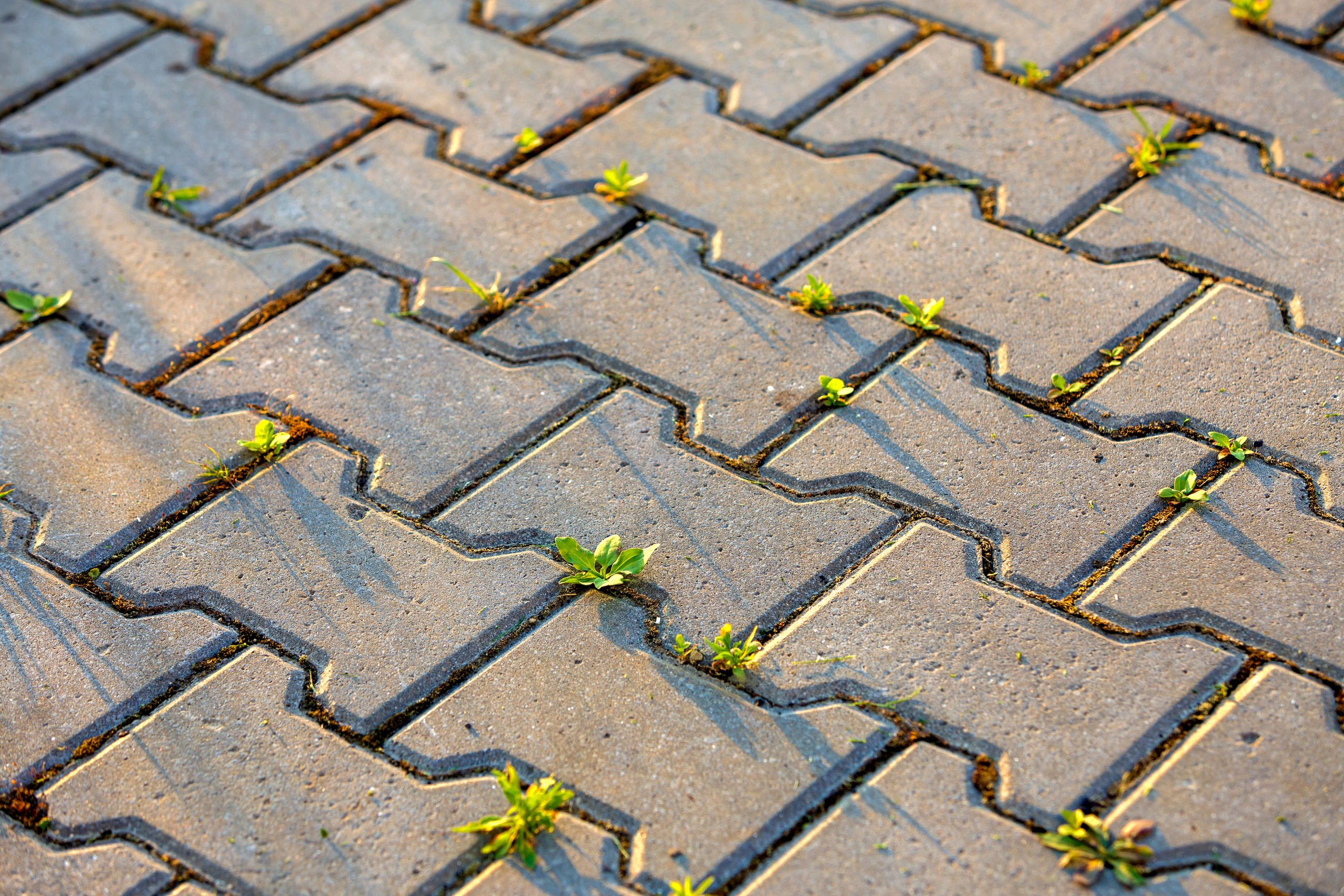 weed abatement weed abatement