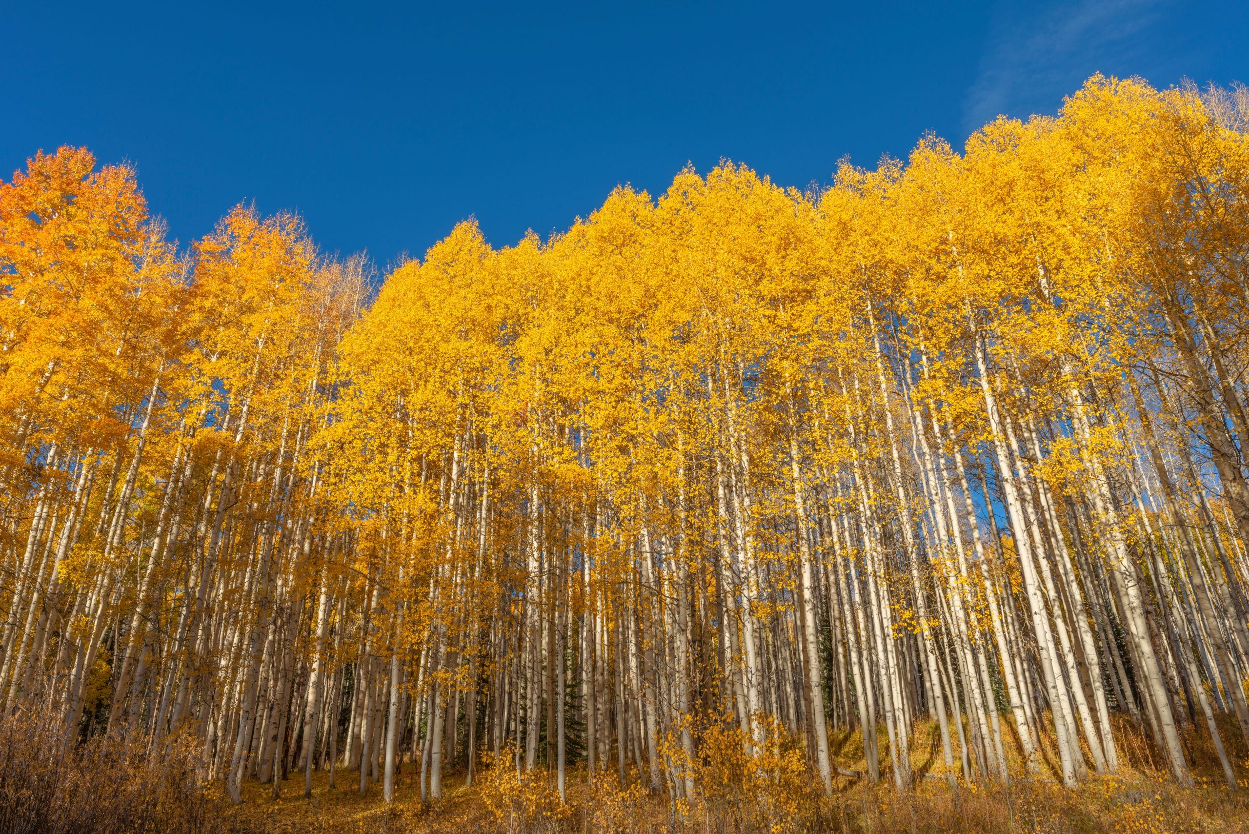 Quaking Aspen