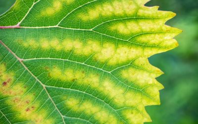 FAQ for Pest Control