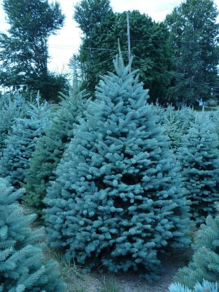 Colorado Blue Spruce