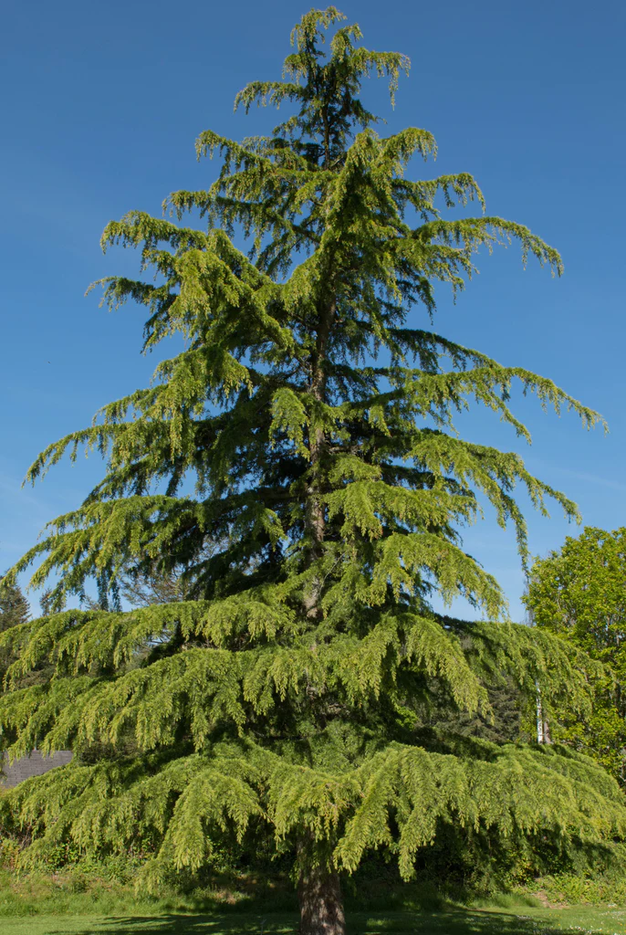 Deodar Cedar Deodar Cedar