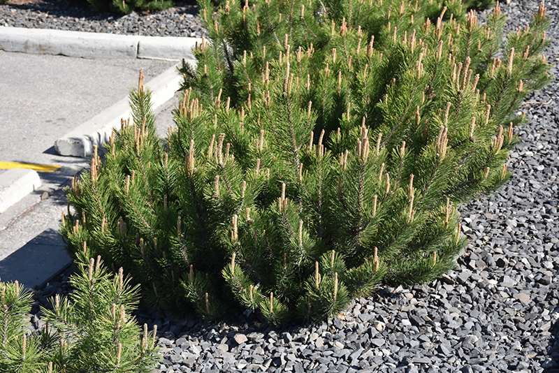 Dwarf Mugo Pine