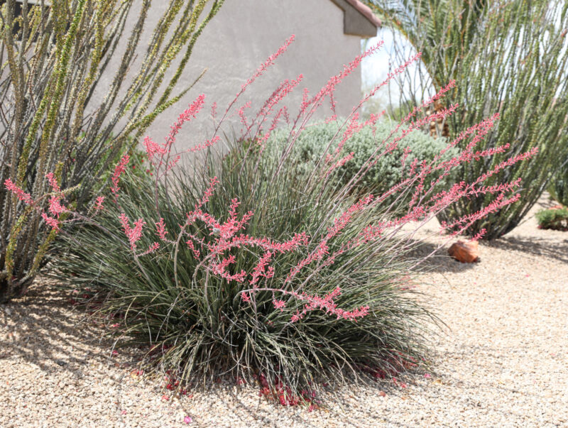 Red Yucca