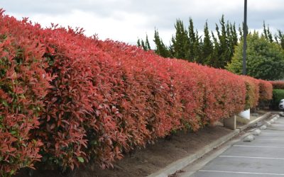 Red Tip Photinia