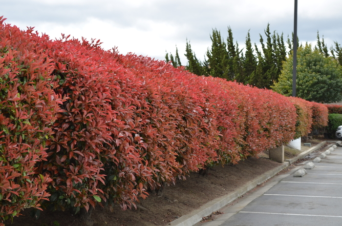 Red Tip Photinia