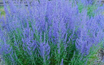 Russian Sage