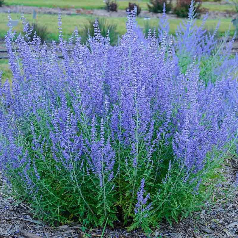 Russian Sage