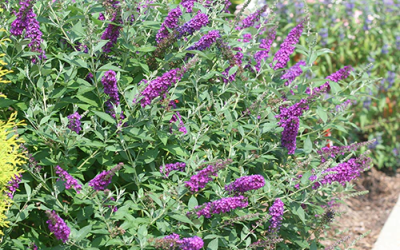 Butterfly Bush