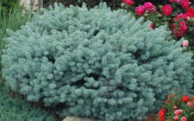 Globe Blue Spruce