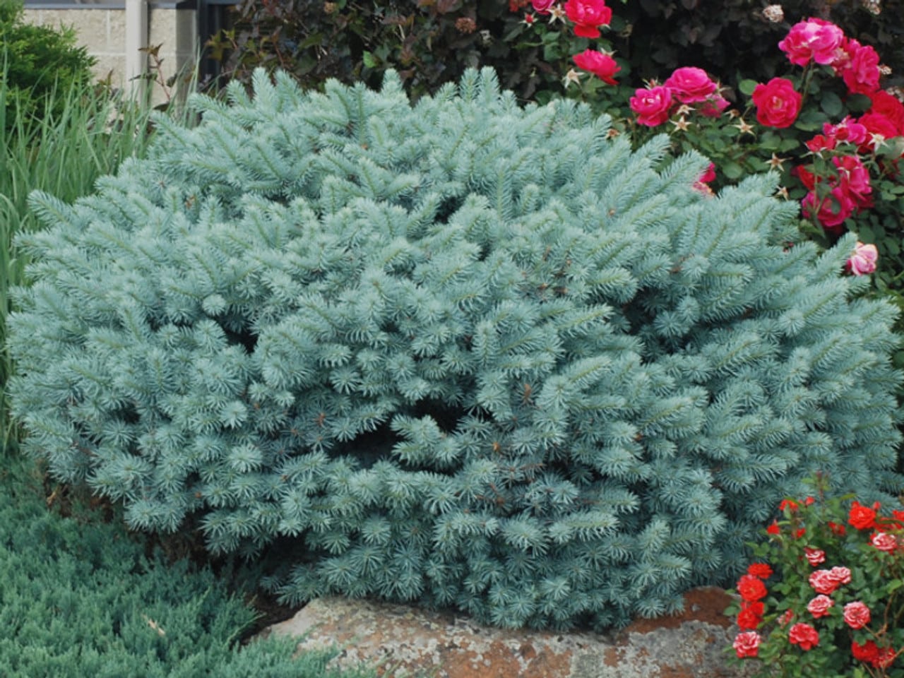 globe blue spruce