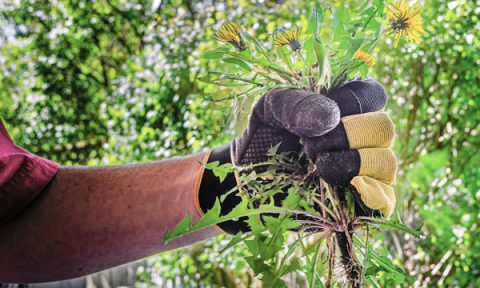 Tree Services in Prescott, AZ