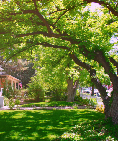 Lawn Enhancements in Prescott, AZ