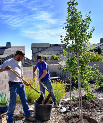 Yard Maintenance in Prescott, AZ