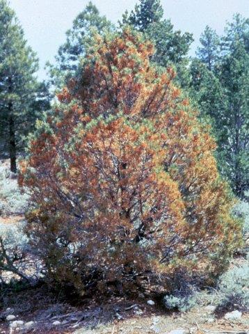 Keep your Pinion Pine Healthy Keep your Pinion Pine Healthy