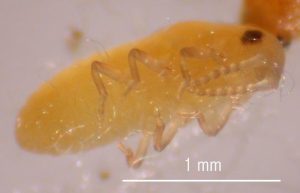 remove scale from Piñon pines to keep them healthy