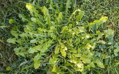 Winter Weed Abatement: 4 Steps to Stop Spring Takeover Early