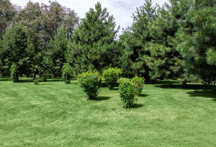 Plant and Tree Health Care in Prescott AZ