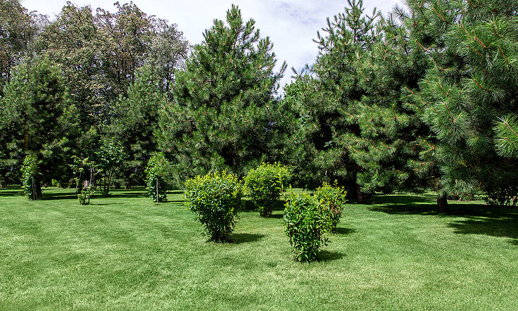 Tree and Plant Health Care