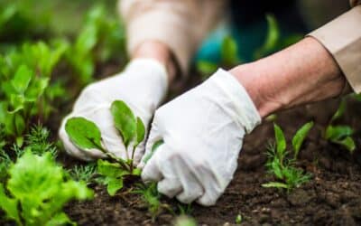 Stop Winter Weeds Before They Take Root